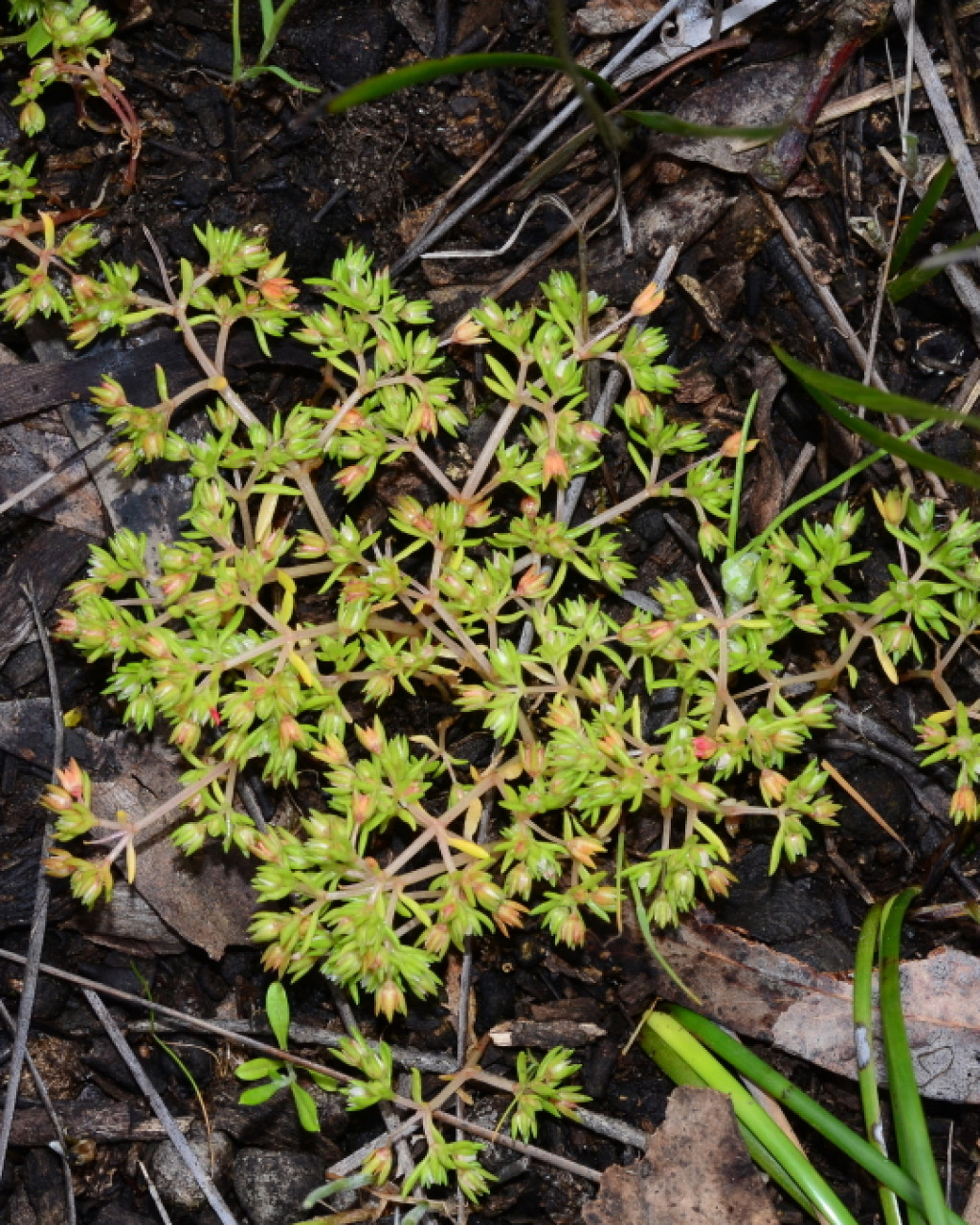 Crassula decumbens