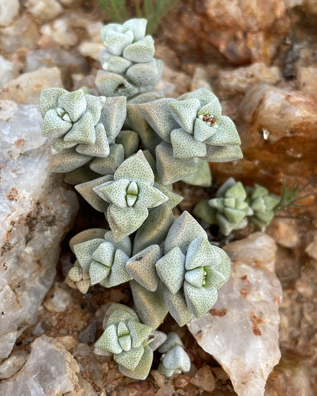 Crassula deltoidea