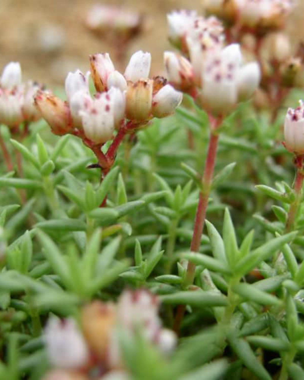 Crassula dependens