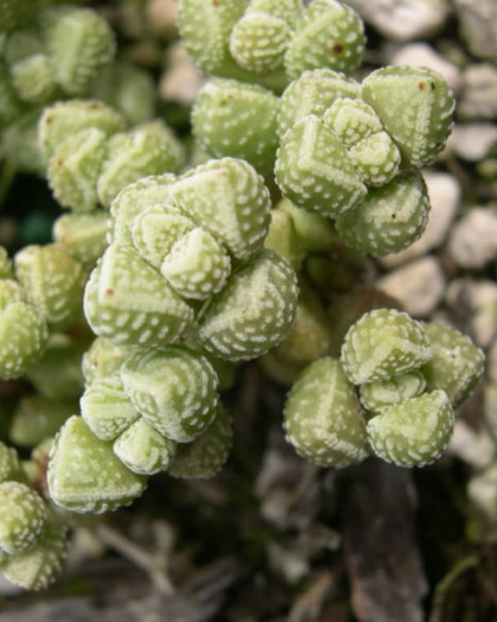 Crassula elegans
