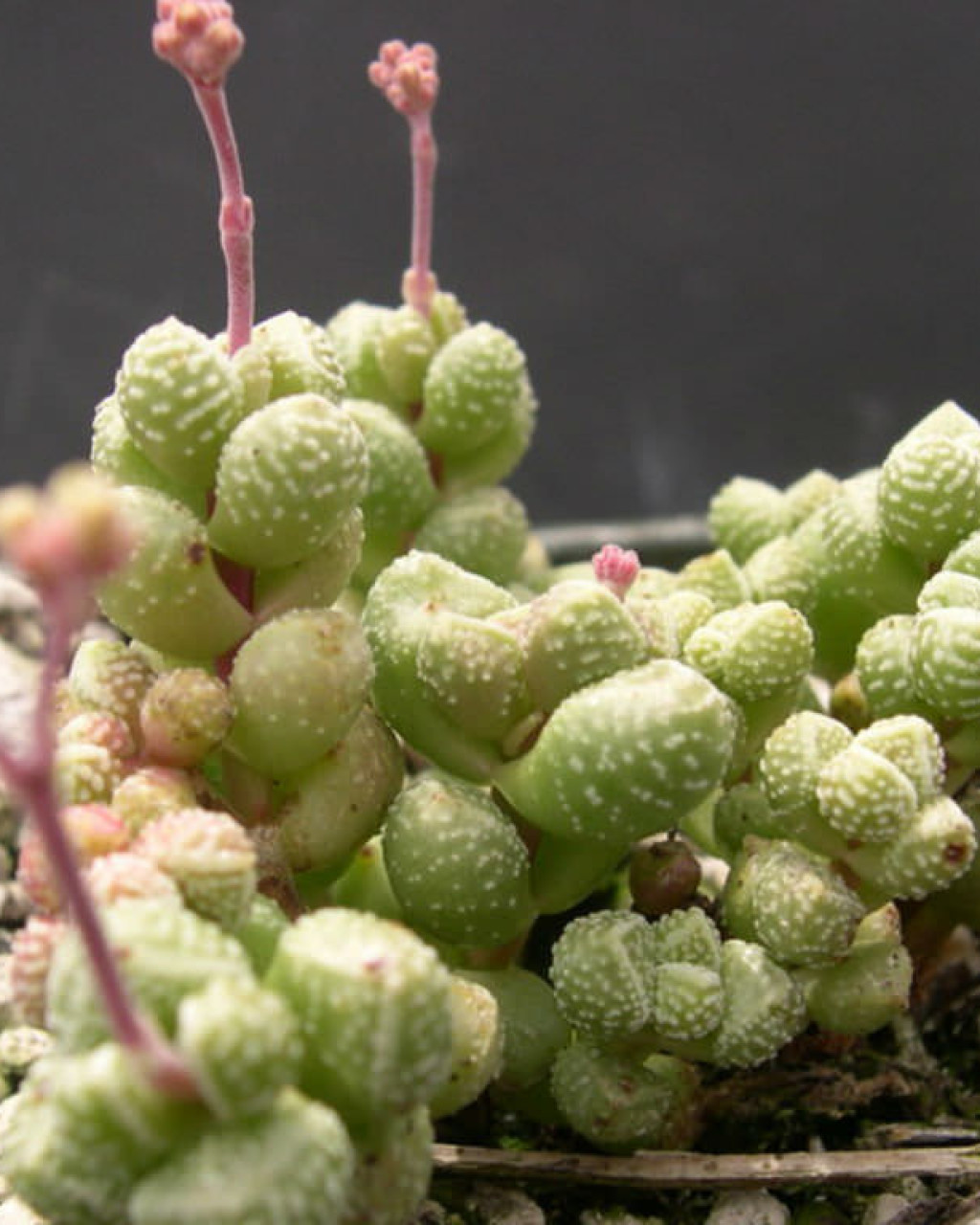 Crassula elegans subsp. namibensis