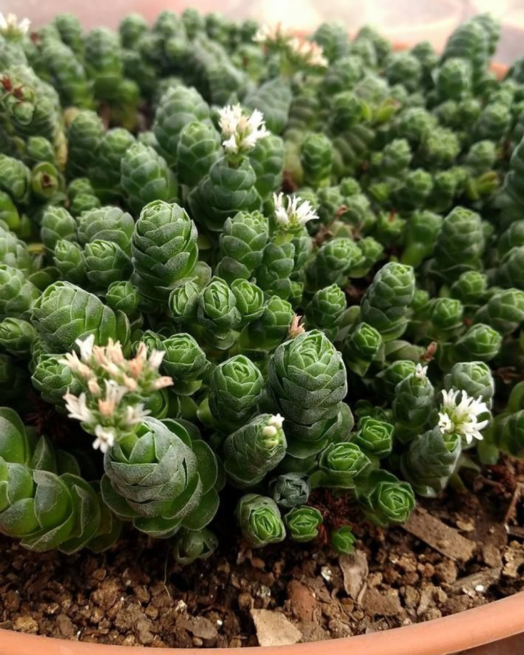 Crassula 'Emerald'