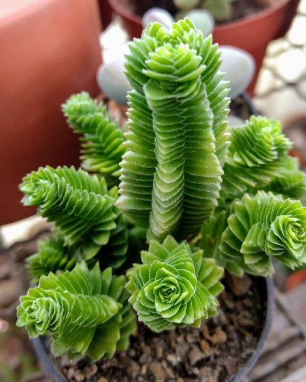 Crassula 'Estagnol'