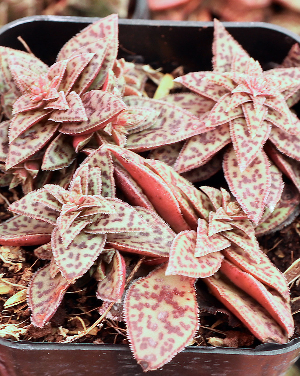 Crassula exilis subsp. cooperi