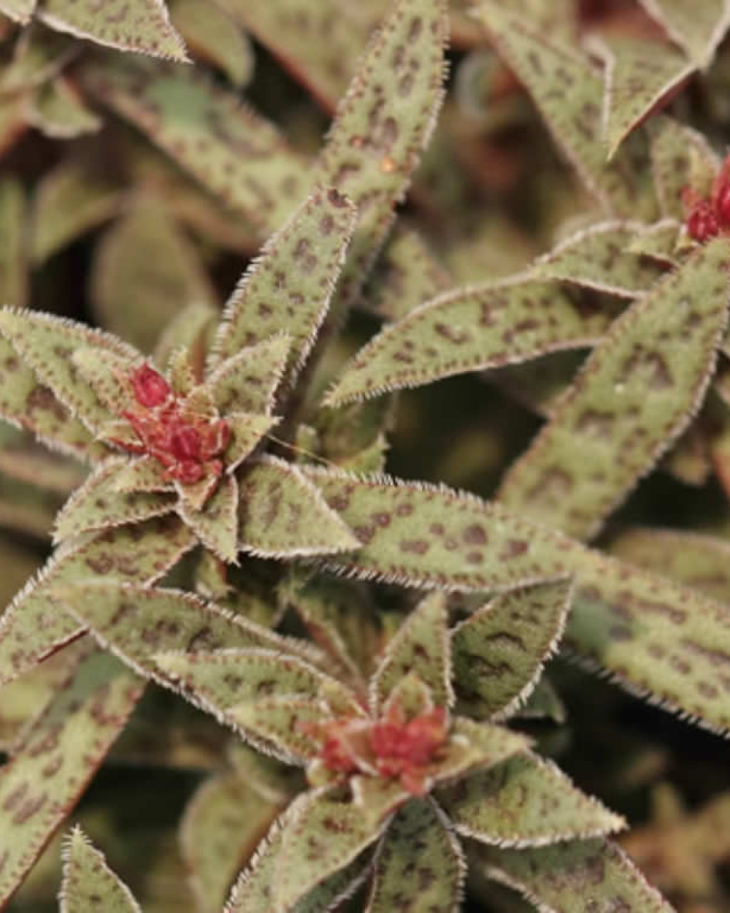 Crassula exilis subsp. picturata