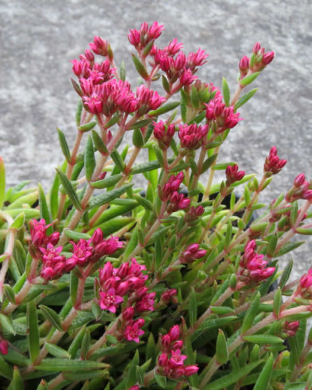 Crassula exilis subsp. schmidtii