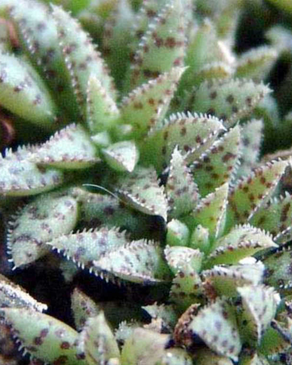 Crassula exilis subsp. sedifolia
