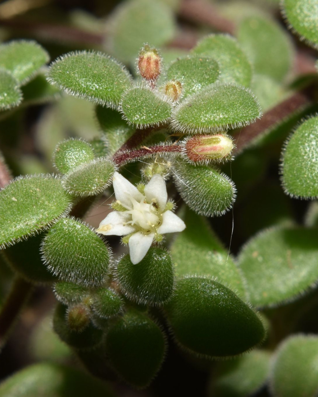 Crassula expansa subsp. fragilis