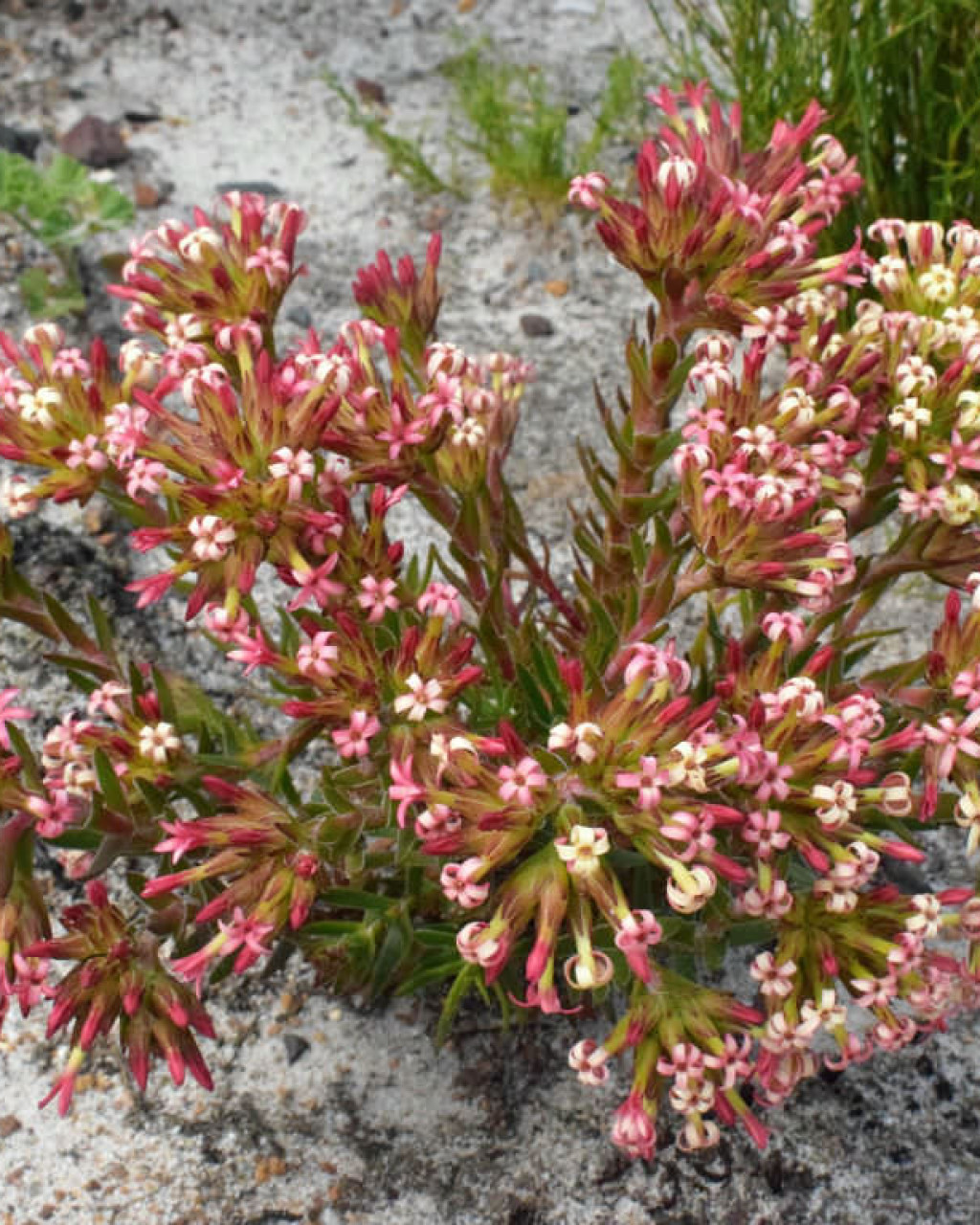 Crassula fascicularis