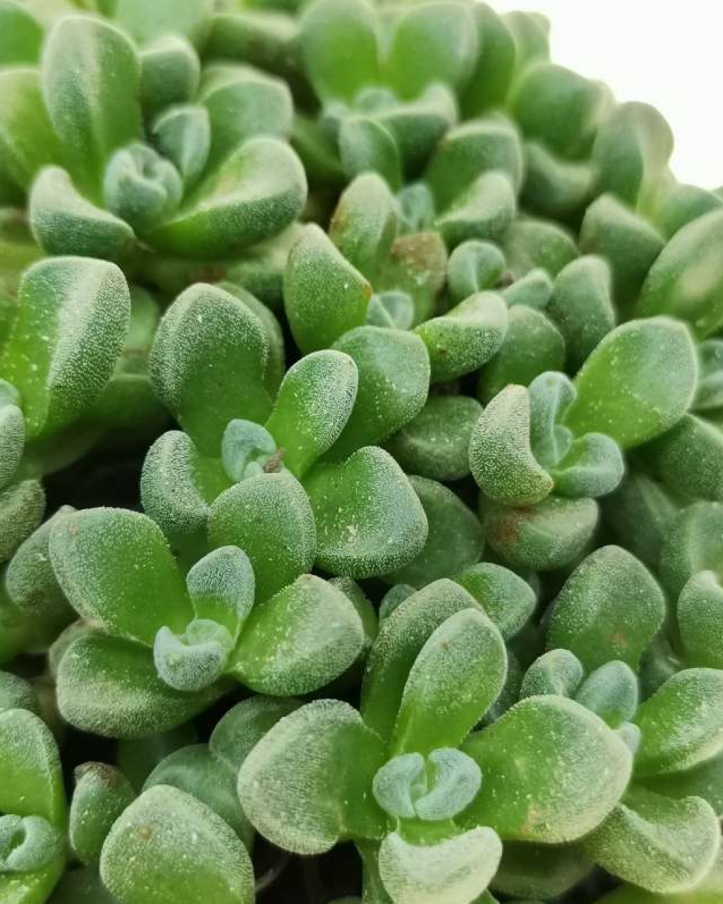 Crassula 'Fernwood'