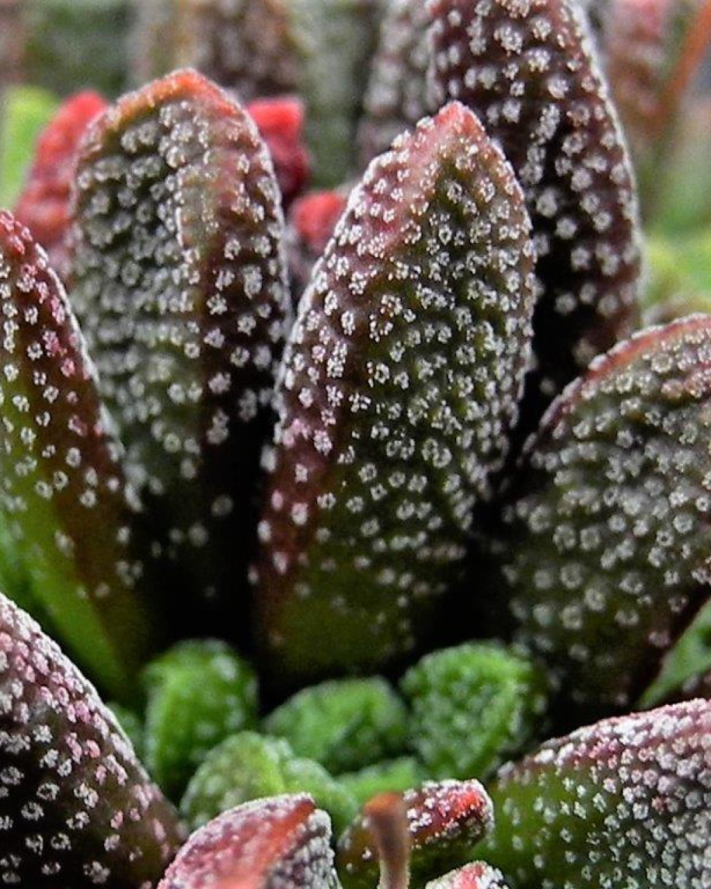 Crassula fragarioides