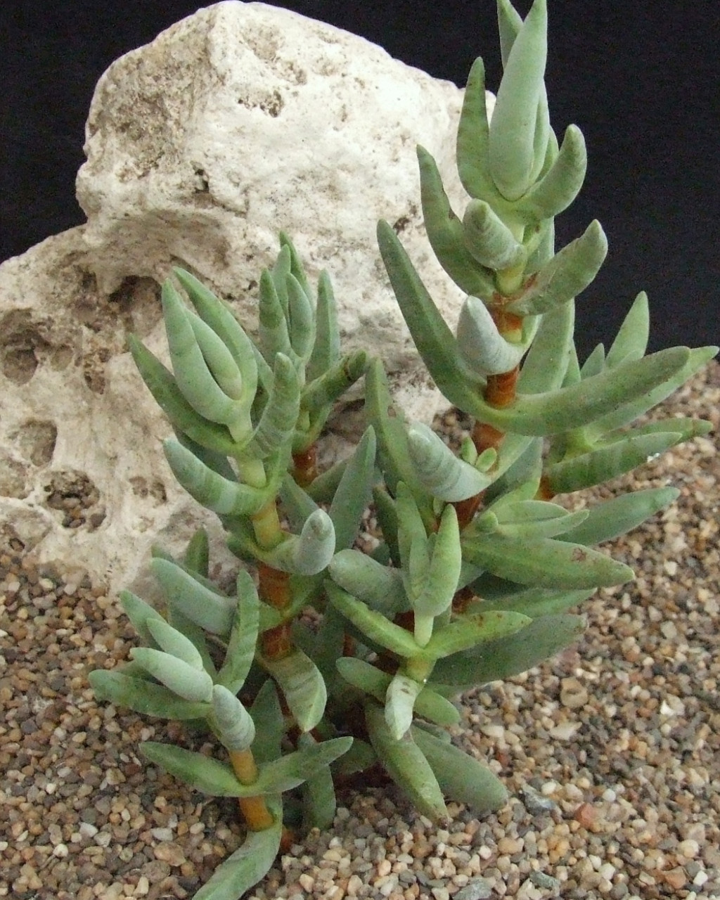 Crassula garibina