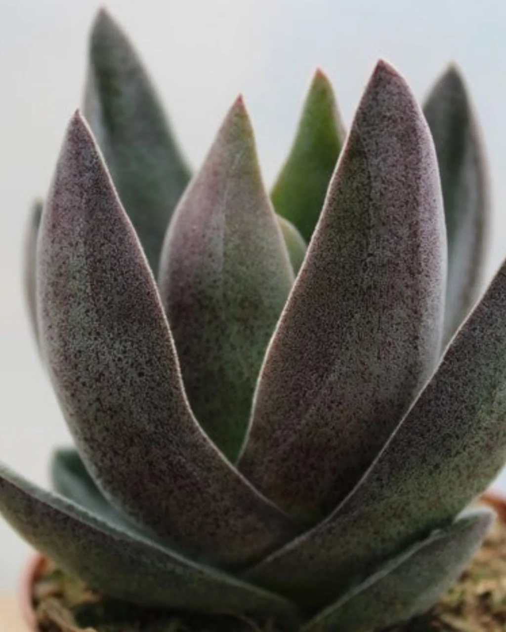 Crassula 'Garnet Lotus'