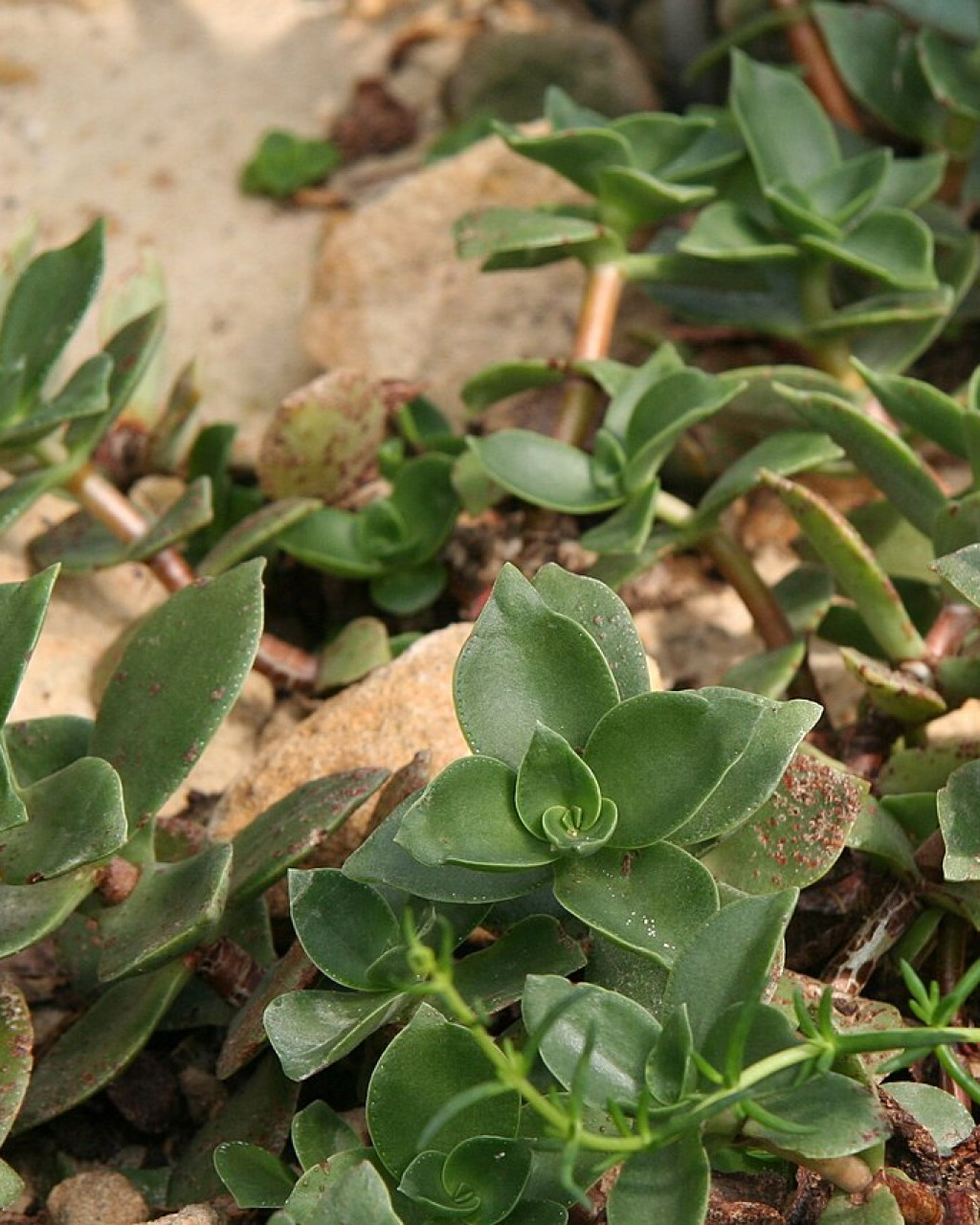 Crassula globularioides