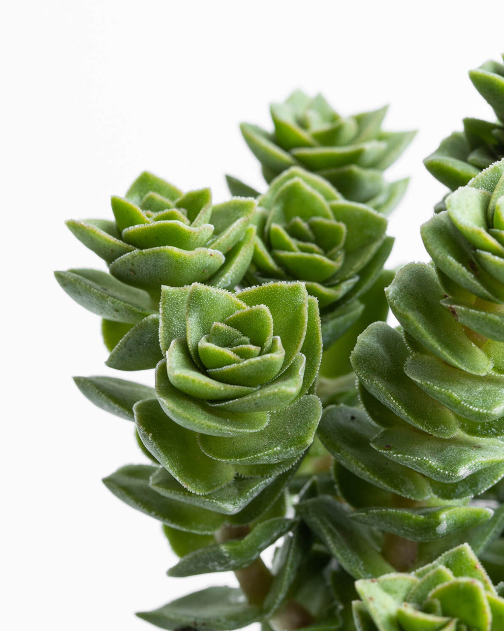 Crassula 'Green Pagoda'
