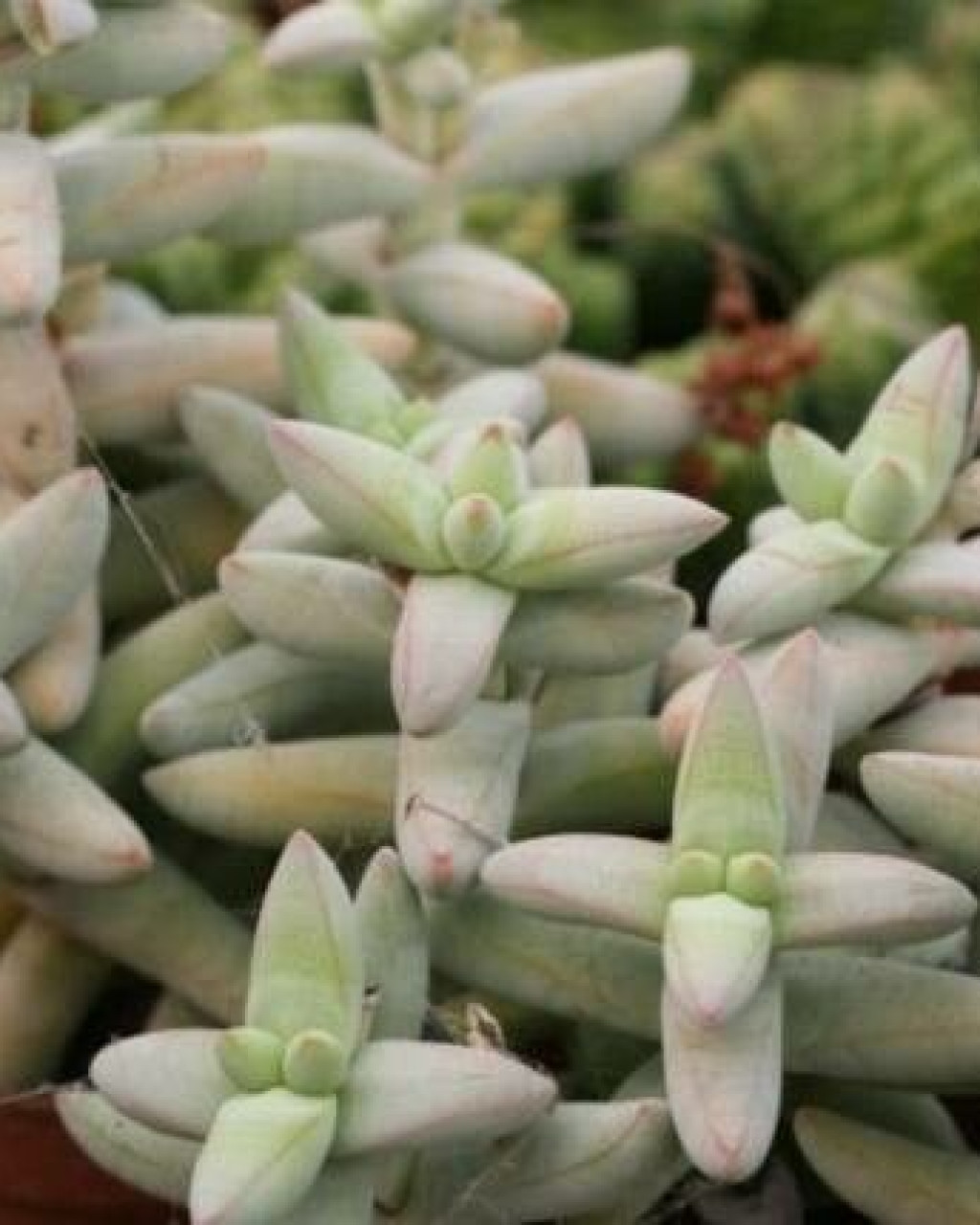 Crassula grisea