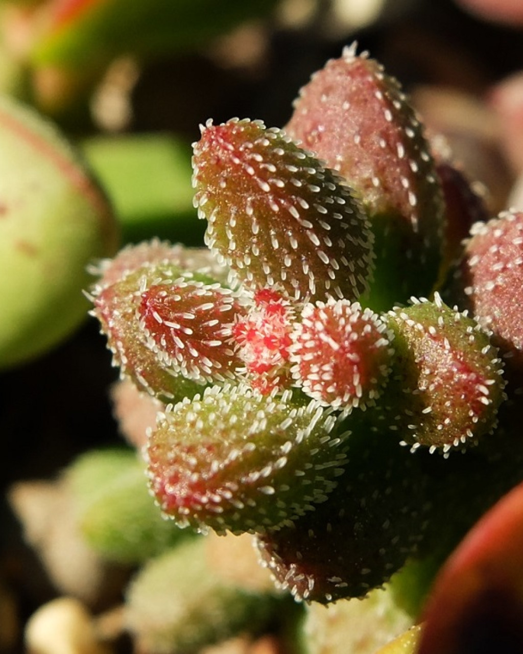 Crassula hirtipes