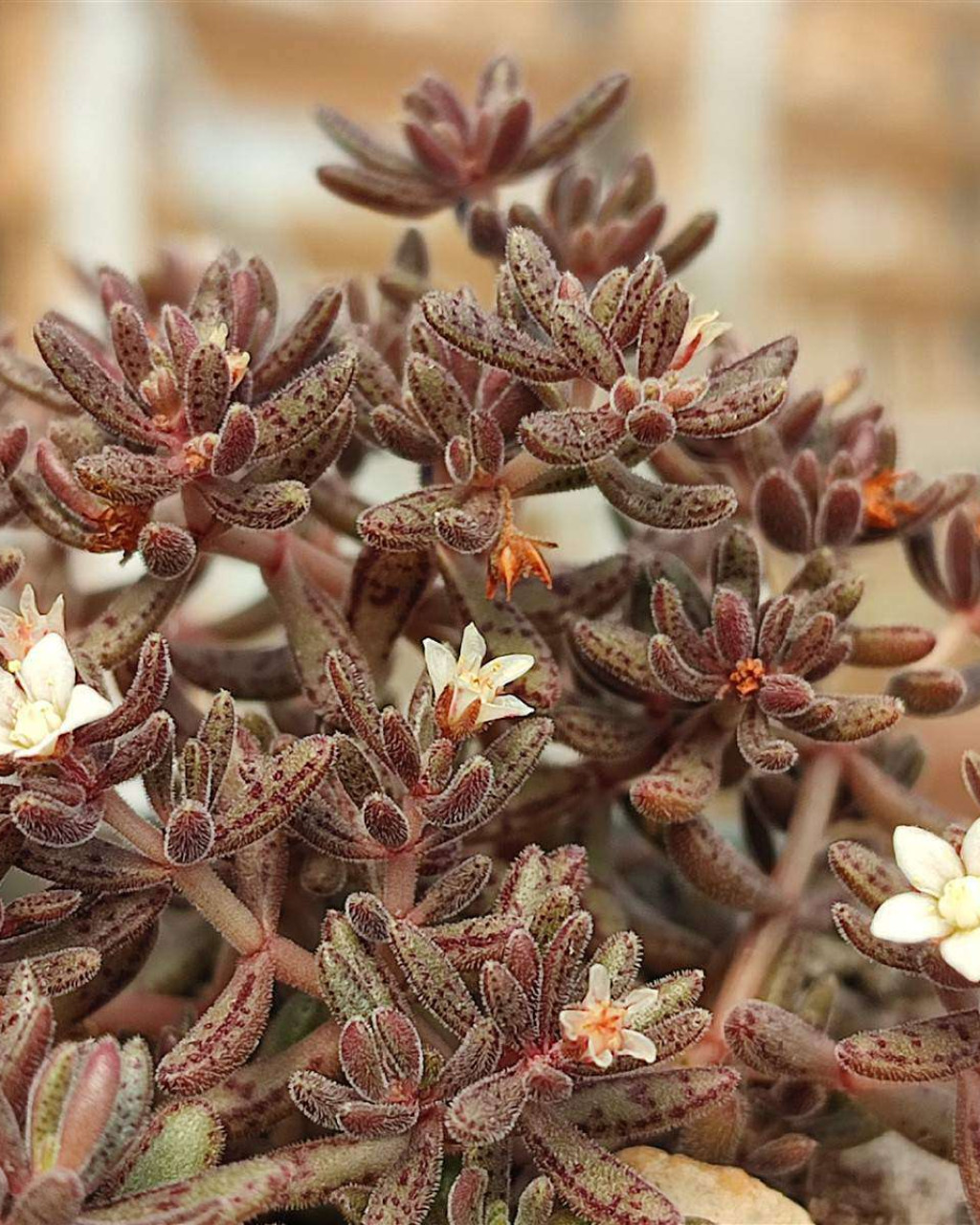 Crassula humbertii