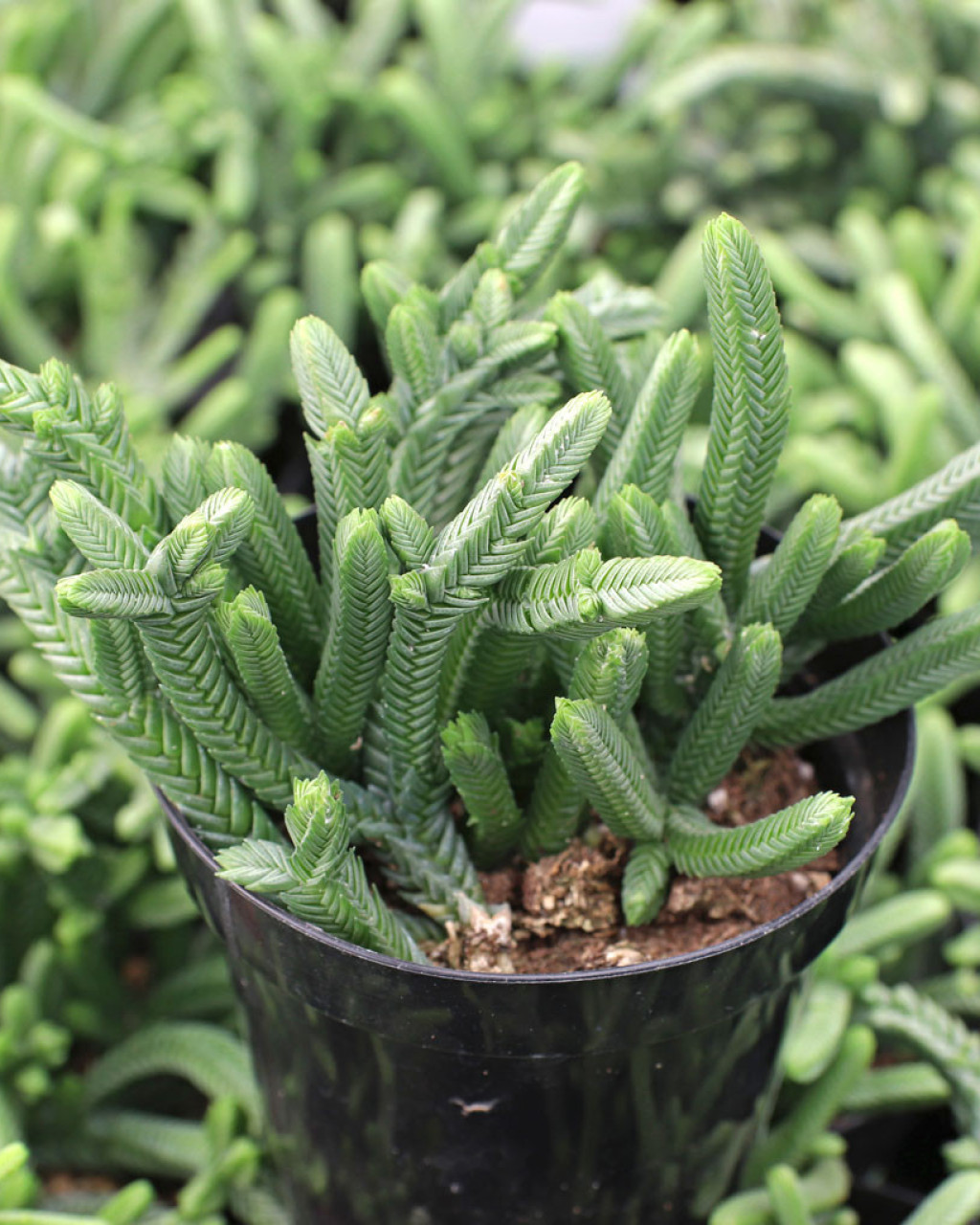Crassula 'Imperialis'