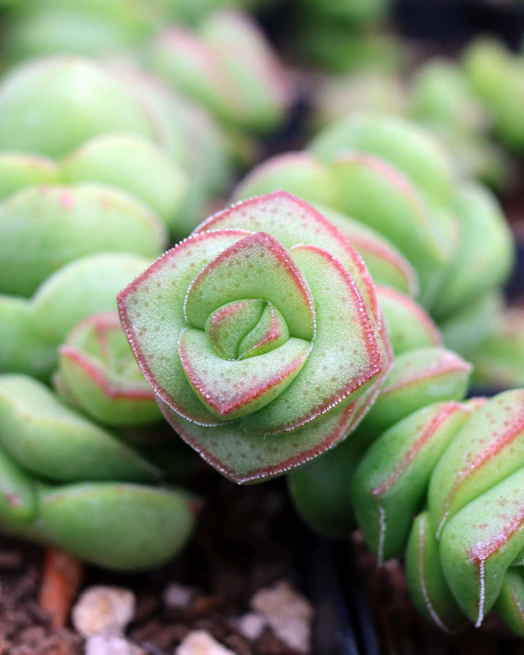 Crassula 'Jade Necklace'