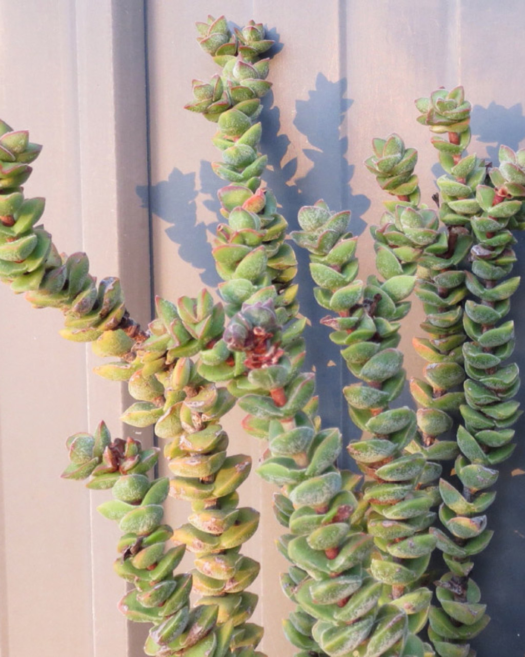 Crassula 'Jade Tower'