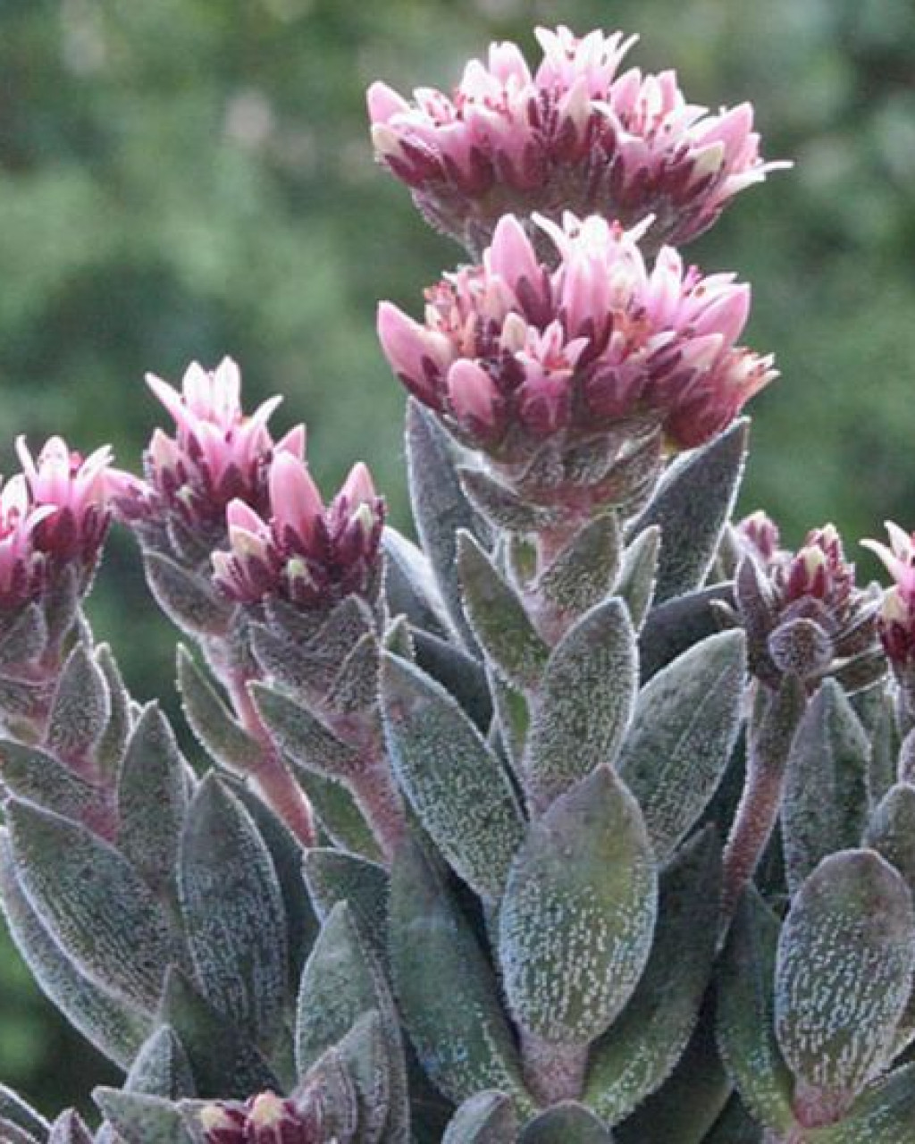 Crassula 'Justus Corderoy'