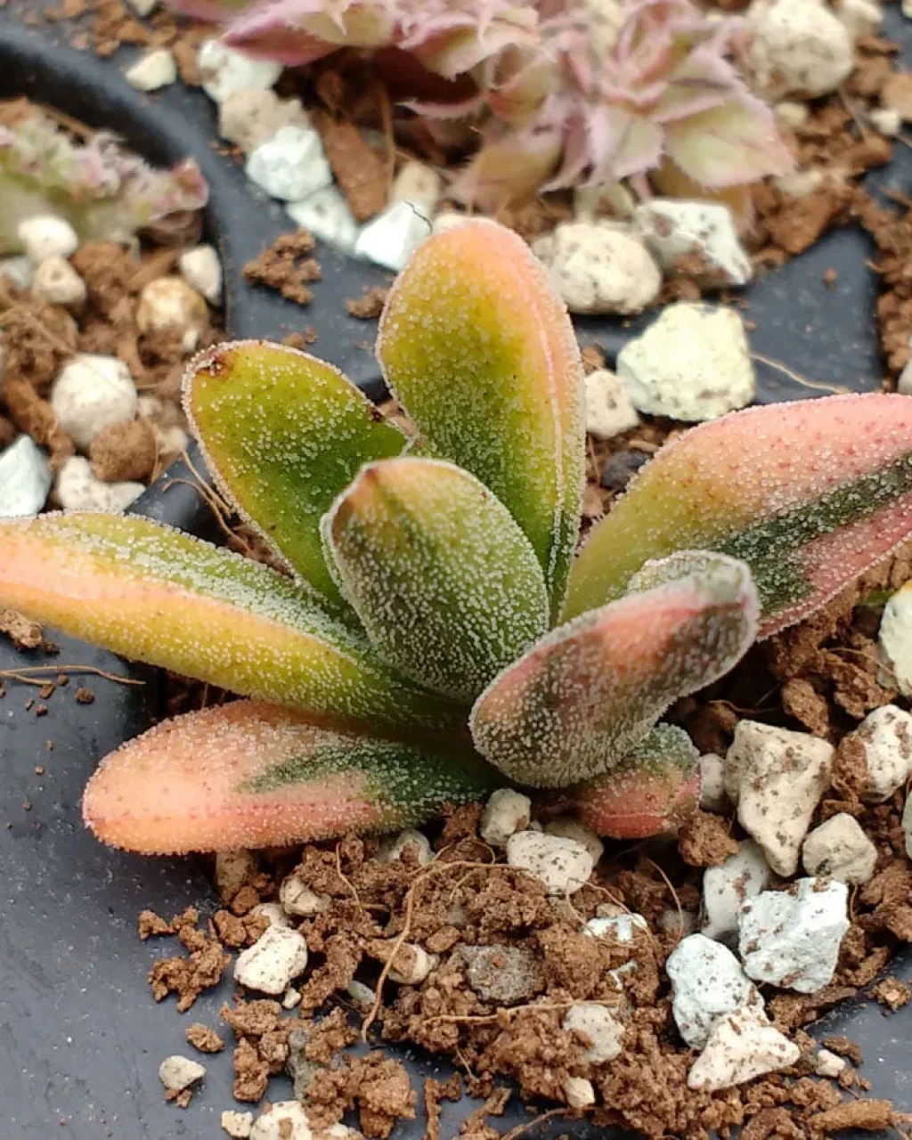 Crassula 'Justus Corderoy Variegata'