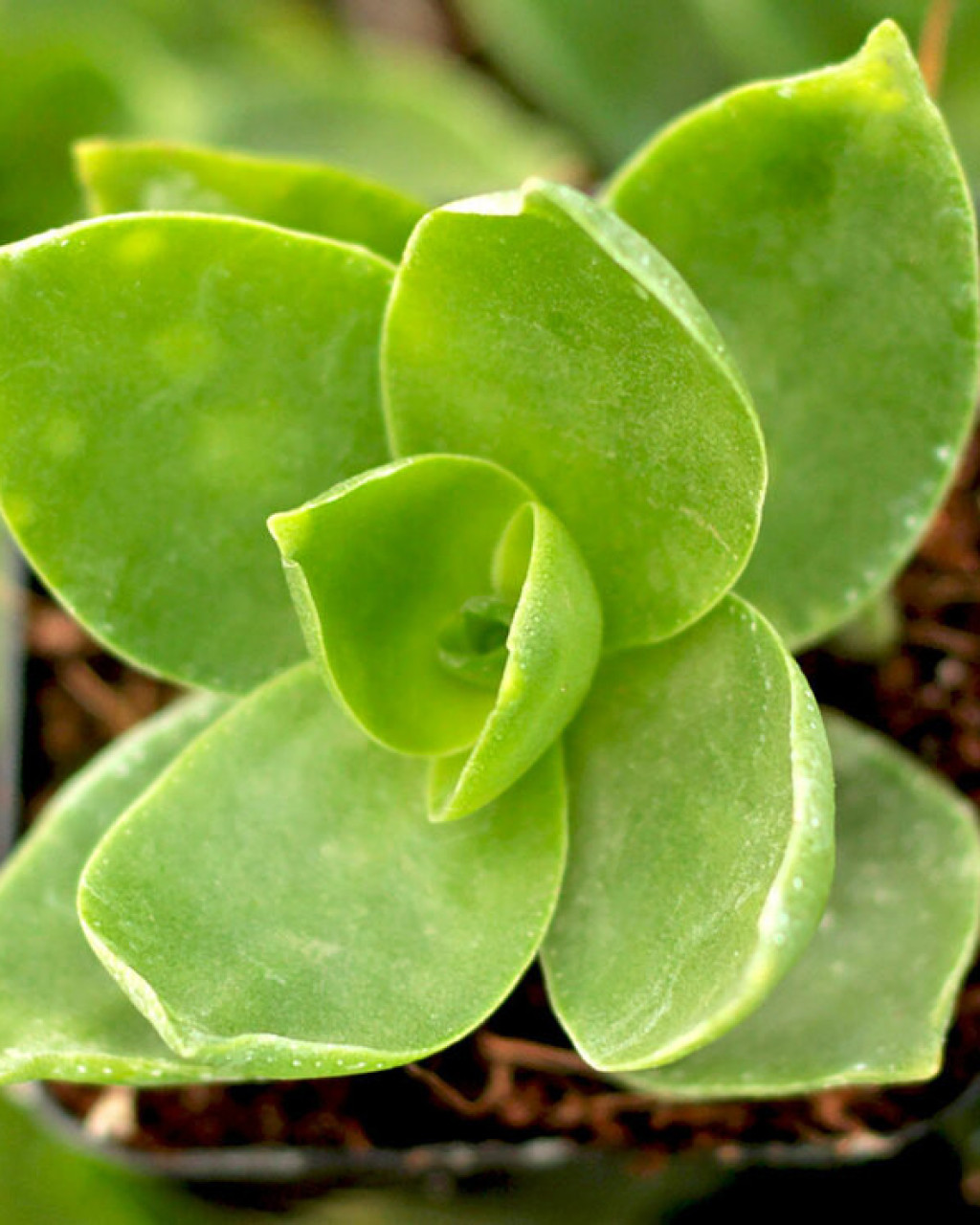 Crassula lactea