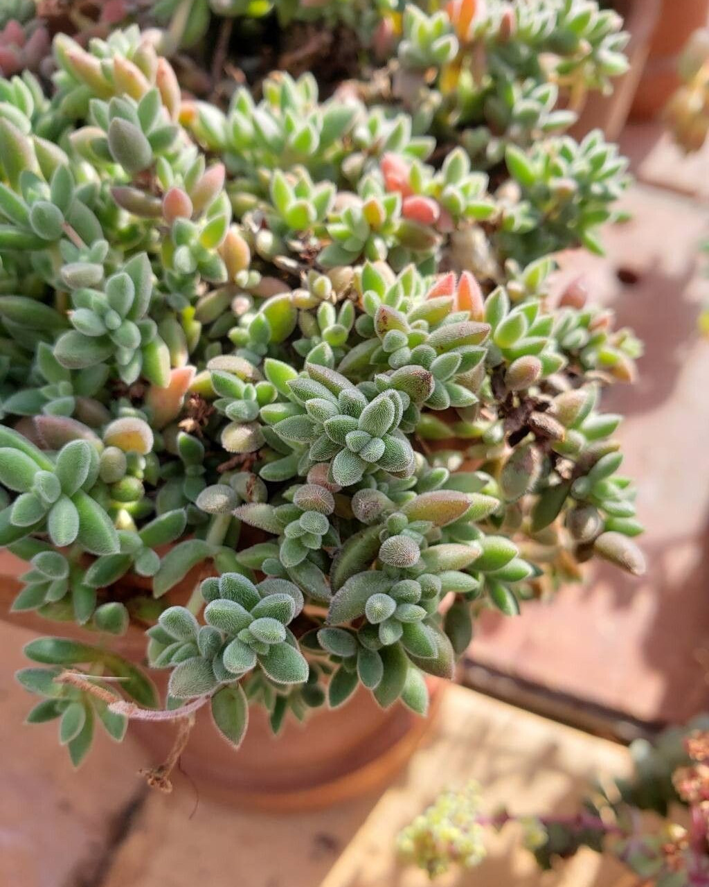 Crassula lanuginosa