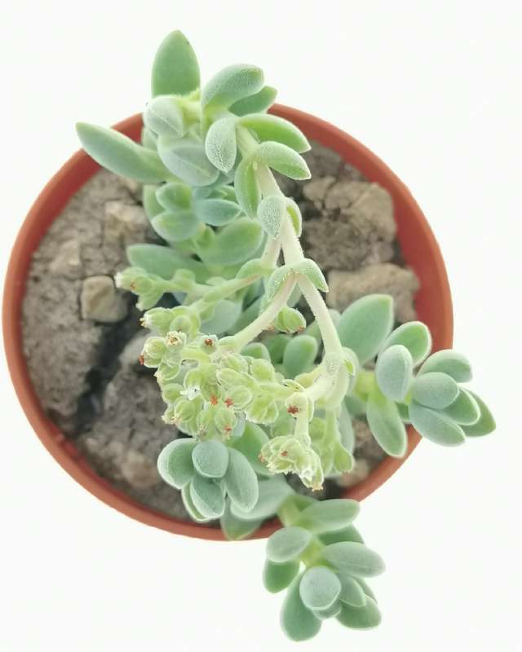 Crassula lanuginosa var. pachystemon