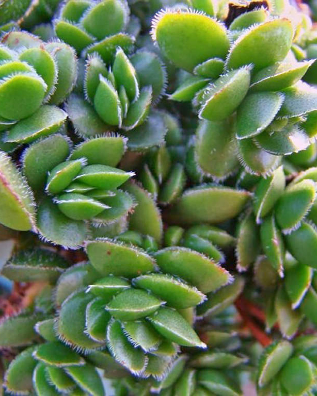 Crassula lanuginosa var. pachystemon 'David'