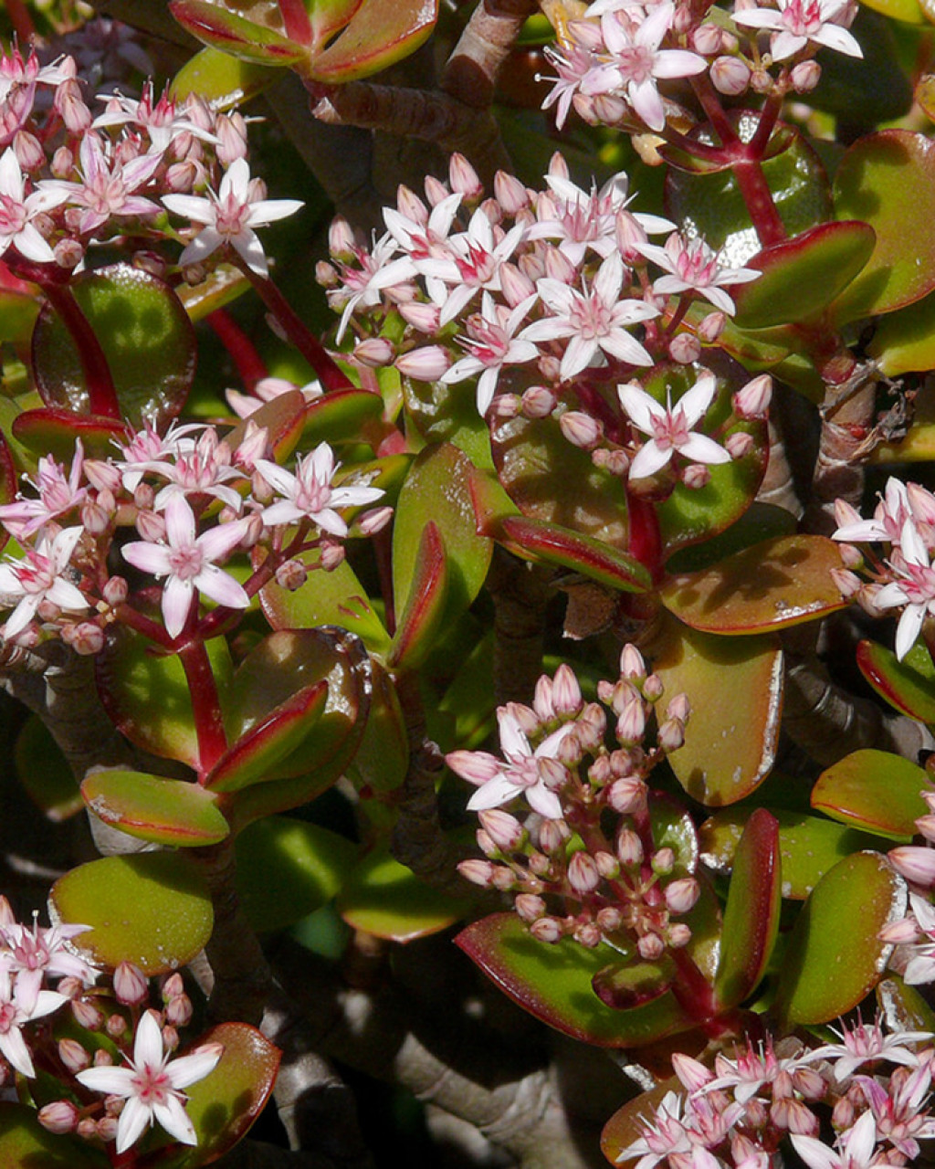 Crassula longipes