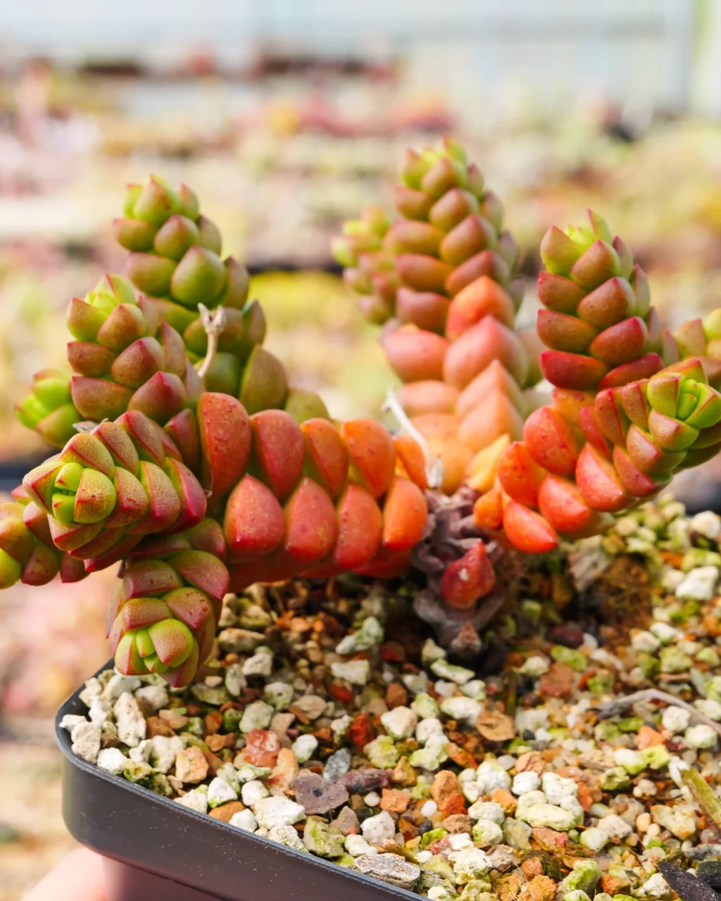 Crassula marchandii