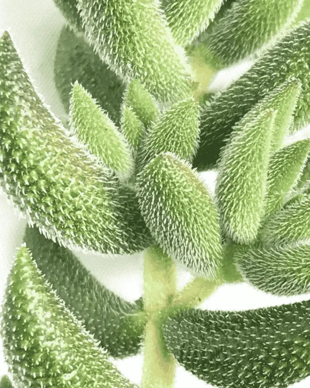 Crassula mesembryanthoides