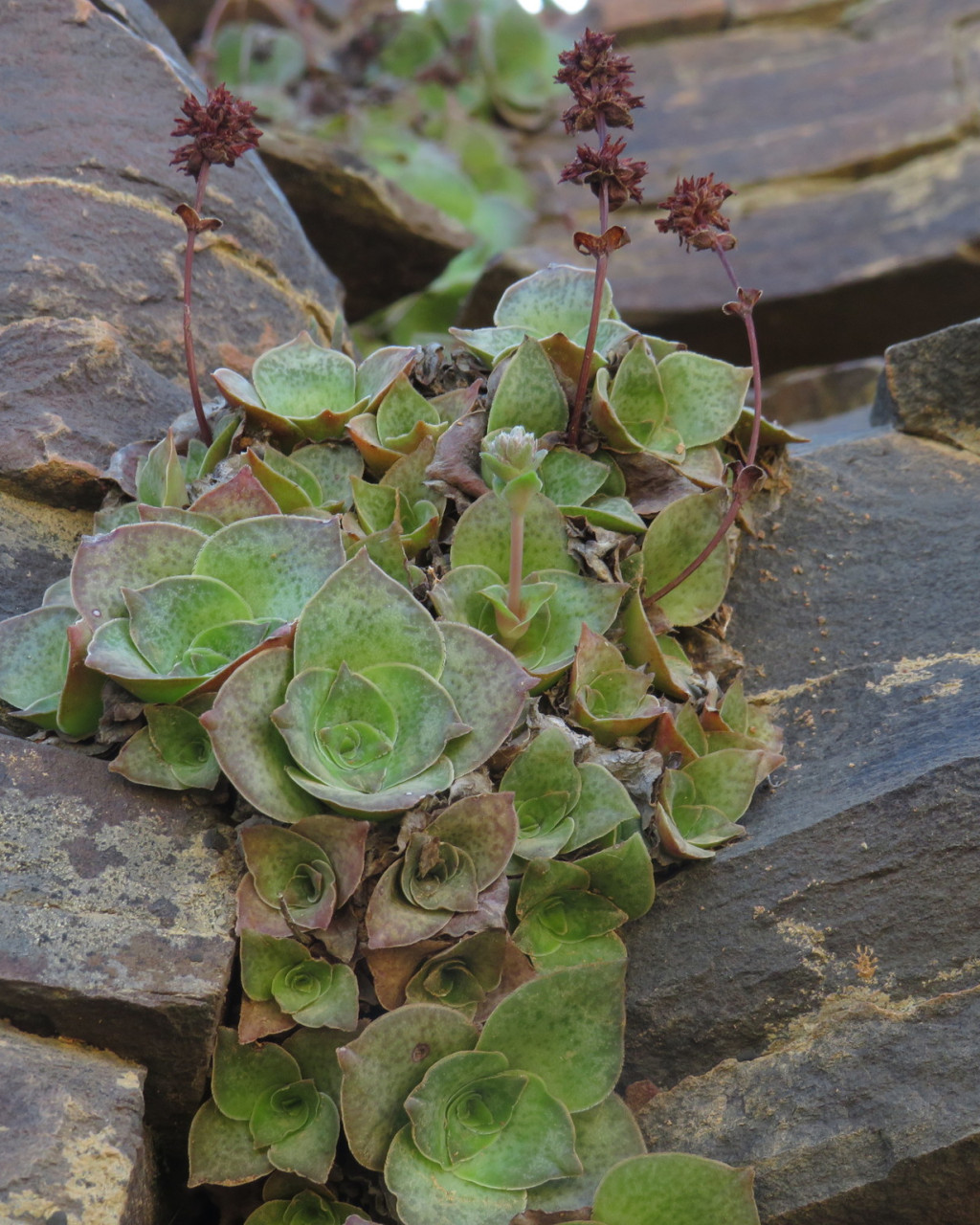 Crassula montana