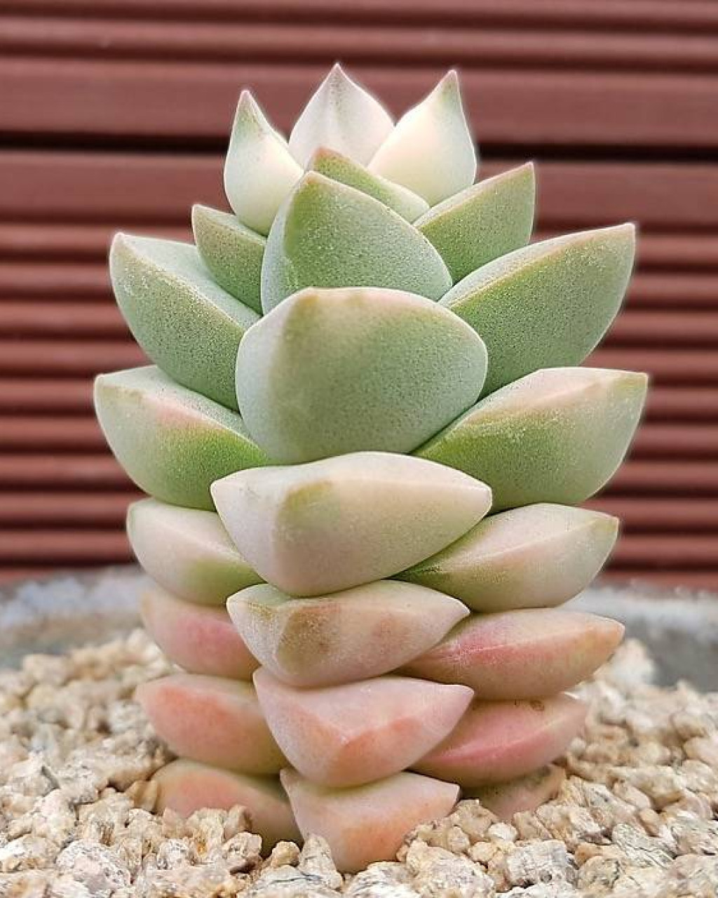 Crassula 'Moonglow' f. variegata