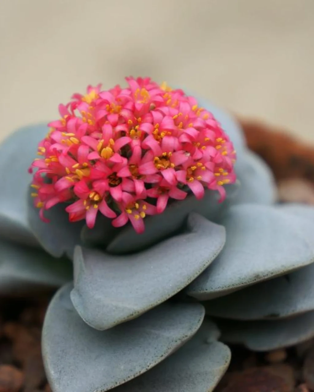 Crassula 'Morgan's Beauty'