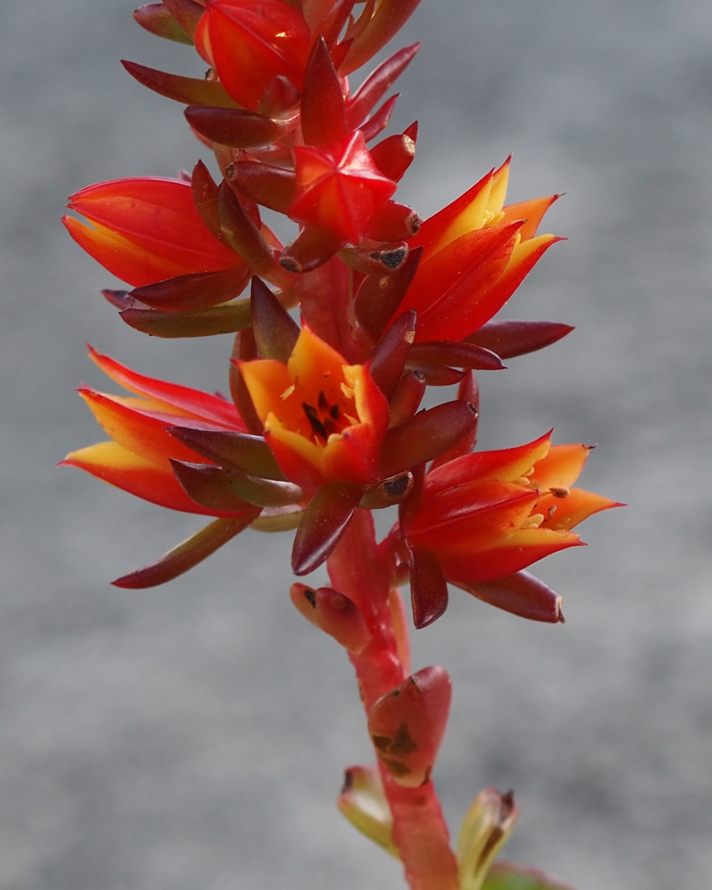 Crassula multicaulis