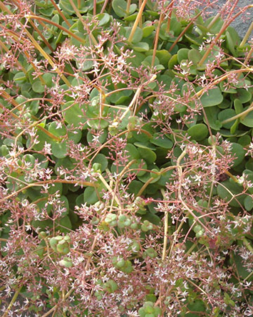 Crassula Multicava