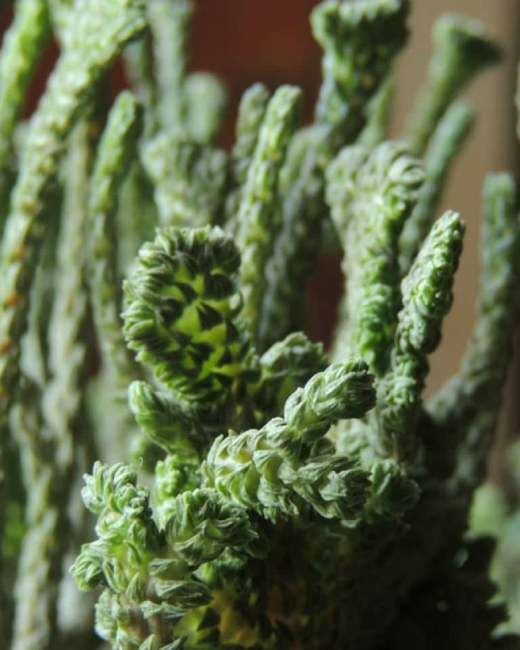 Crassula muscosa 'Cristata'