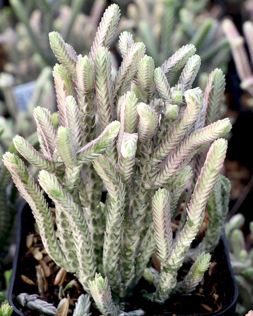 Crassula muscosa f. variegata