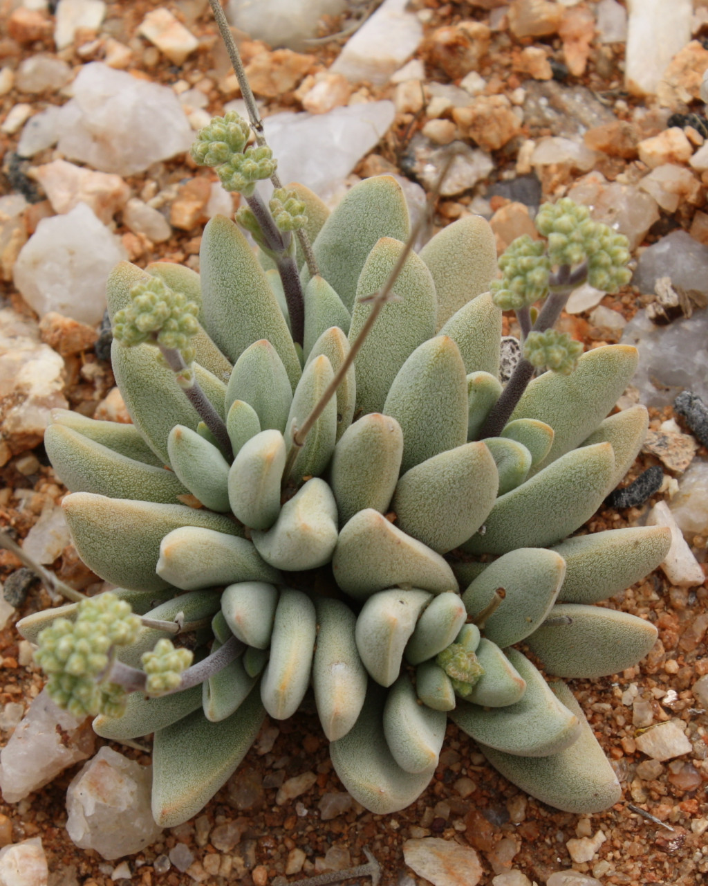 Crassula namaquensis