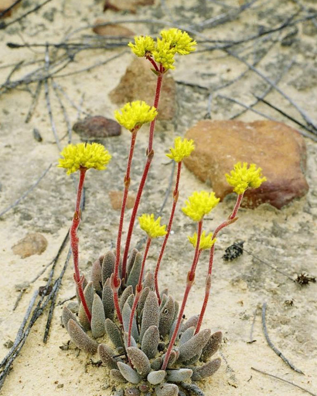 Crassula namaquensis subsp. lutea