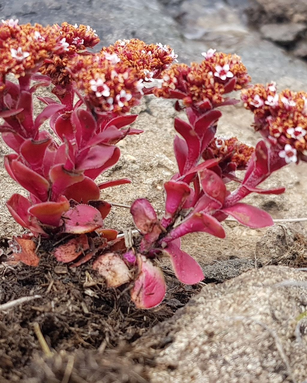 Crassula natalensis