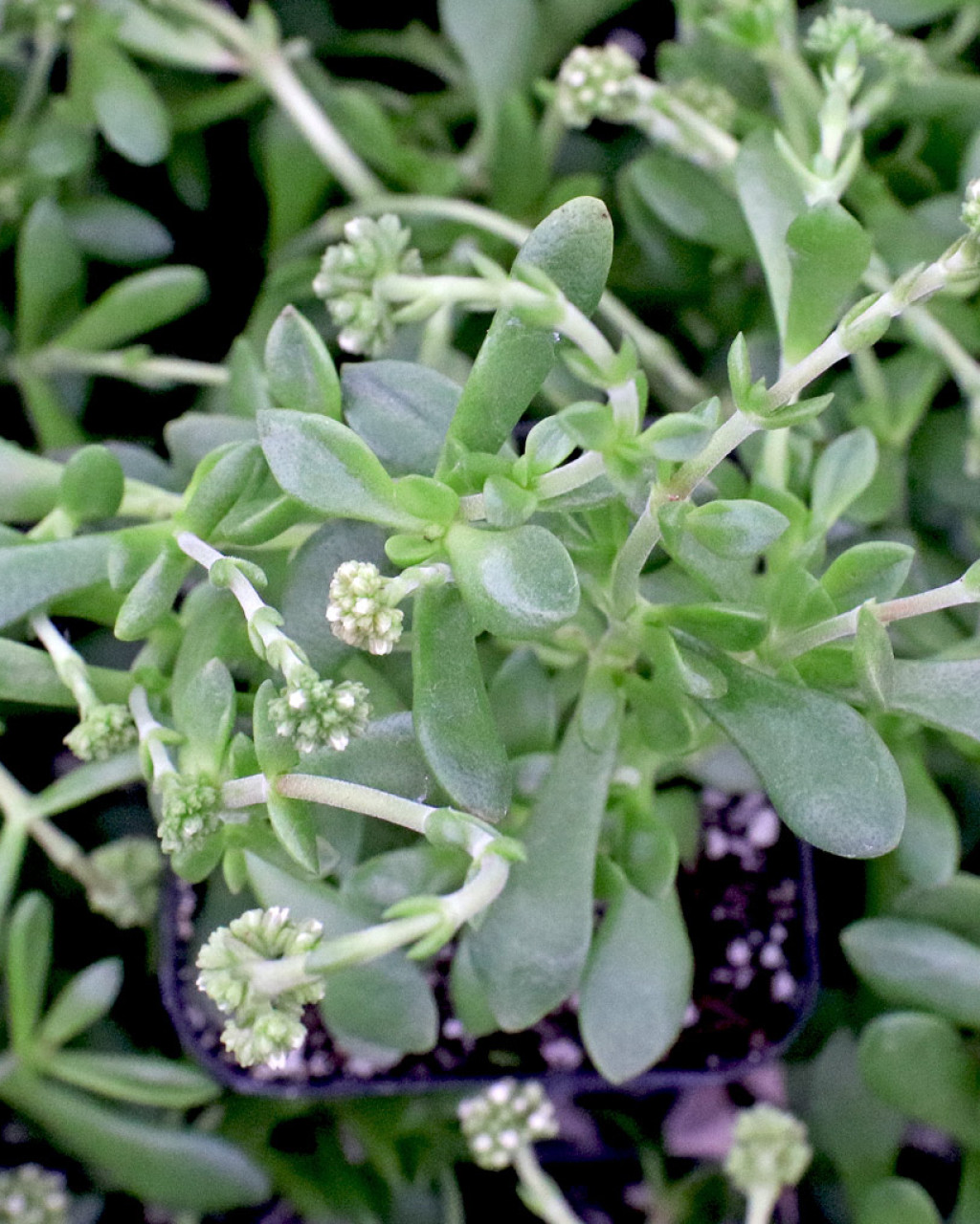 Crassula natans var. minus