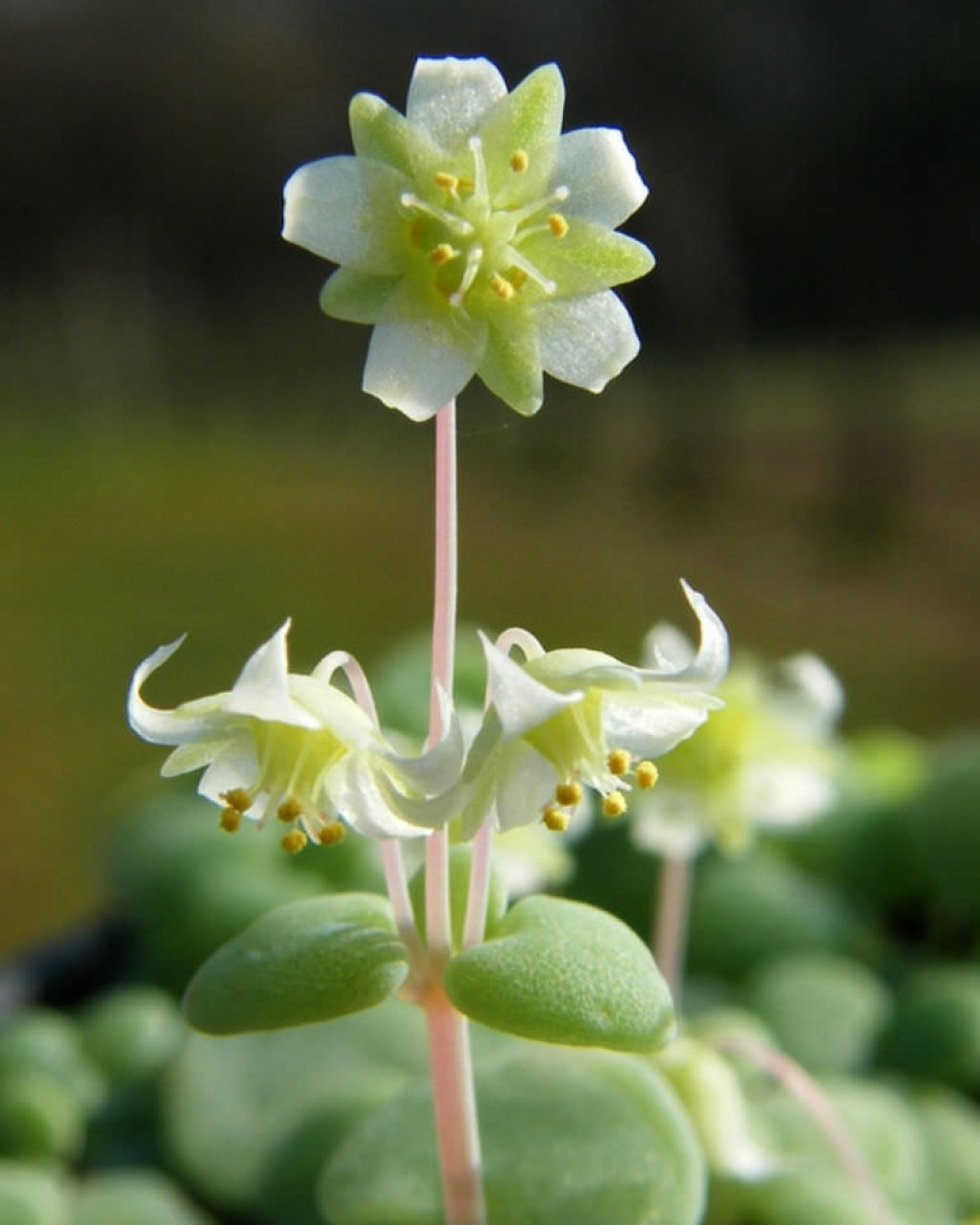 Crassula nemorosa