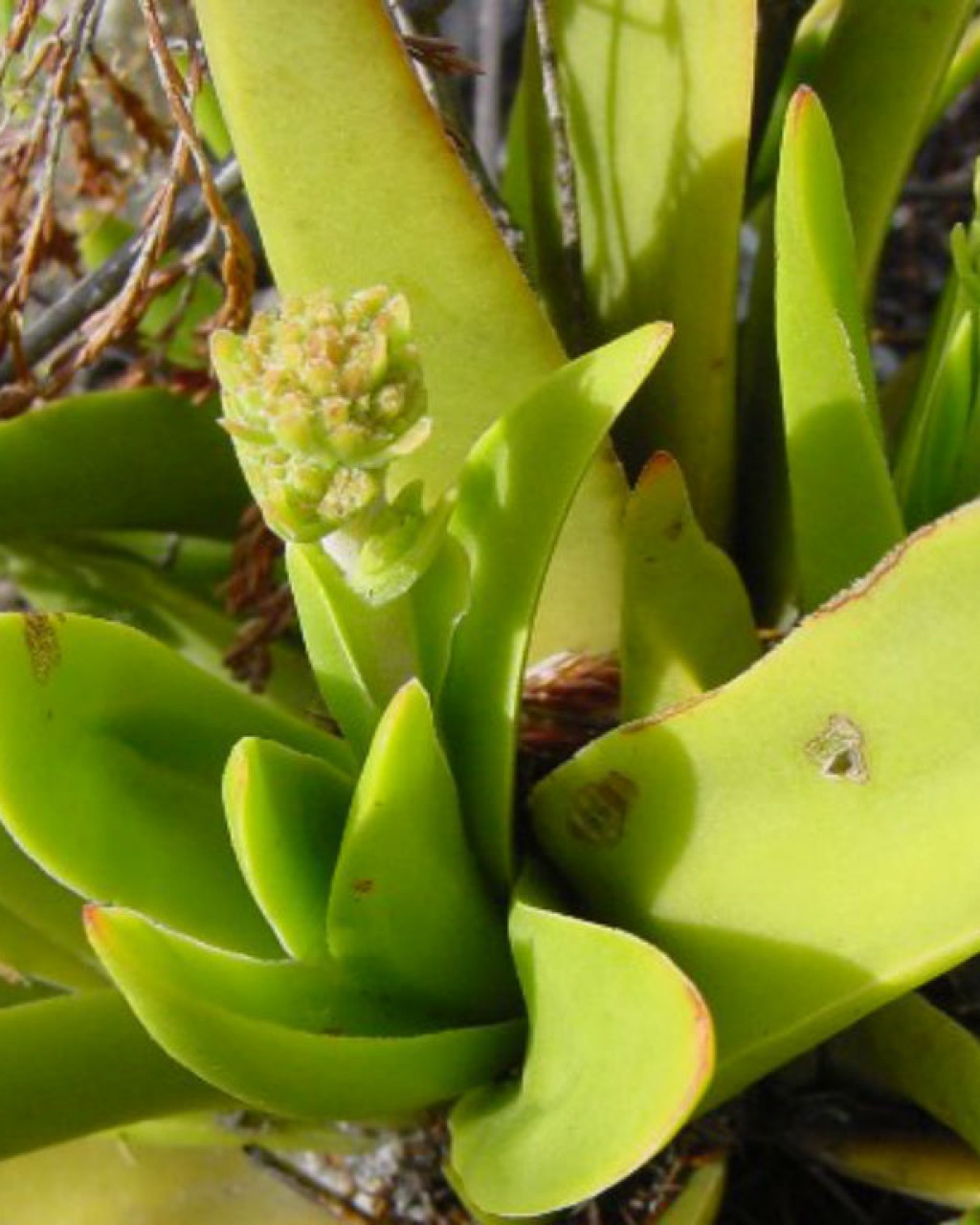 Crassula nudicaulis