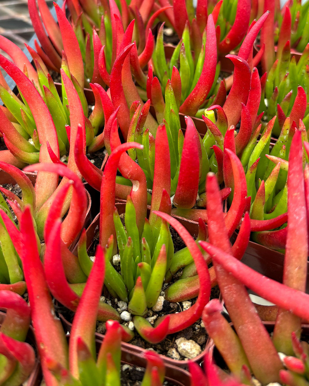 Crassula nudicaulis 'Devil's Horns'