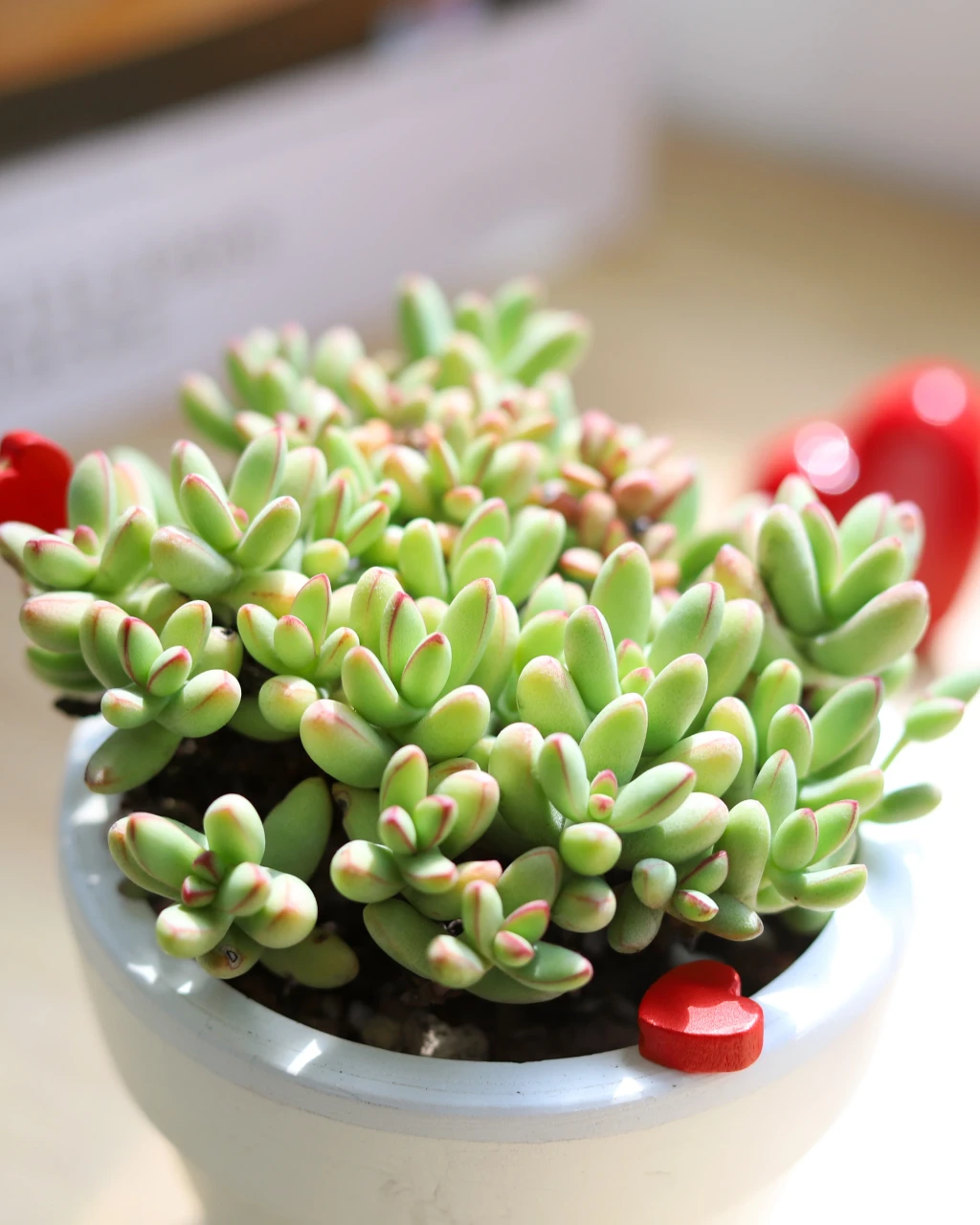 Crassula nudicaulis var. herrei