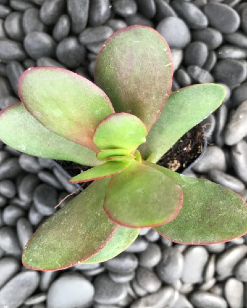 Crassula nudicaulis var. platyphylla